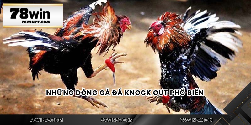 Những dòng gà đá knock out phổ biến 
